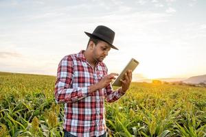 el agrónomo sostiene una computadora con tableta táctil en el campo de maíz y examina los cultivos antes de la cosecha. concepto de agronegocios. granja brasileña. foto