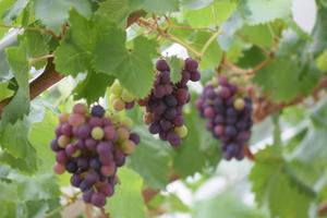 Grapevine and bunches of grapes photo