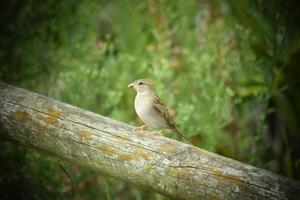 Small bird sitting on branch photo