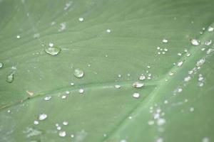 raindrops on a leaf photo