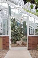 Cactus plants in a greenhouse photo