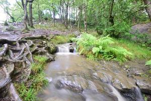 cascada y arroyo en el bosque foto