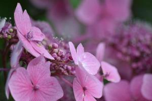 Flowers in bloom UK garden photo