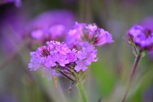 Flowers in bloom UK garden photo