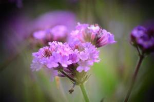 Flowers in bloom UK garden photo