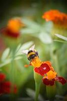 bees and insects on flowers photo