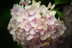 Flowers in bloom UK garden photo