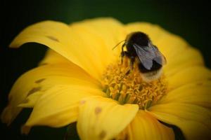 bees and insects on flowers photo