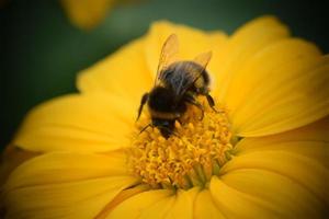 abejas e insectos en las flores foto