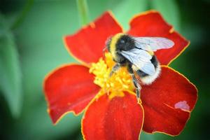 bees and insects on flowers photo