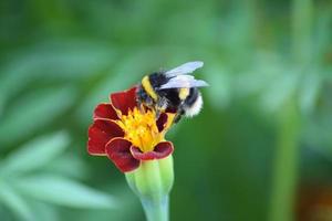 bees and insects on flowers photo