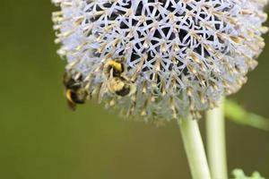 abejas e insectos en las flores foto