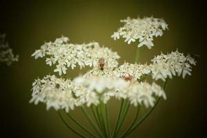 Flowers in bloom UK garden photo