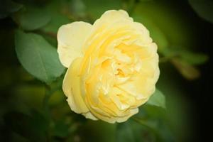 Yellow Rose flowers In nature photo