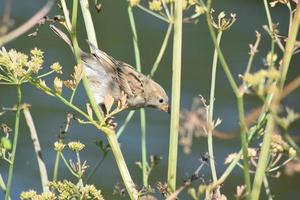 City birds nature photo