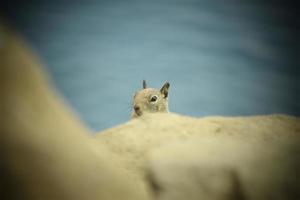 Squirrel peeping over rocks photo