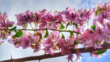 flores de buganvilla con fondo de cielo despejado foto