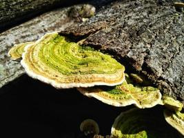 yellow and green mushrooms on a dead tree photo