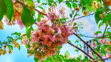 flores de buganvilla con fondo de cielo despejado foto