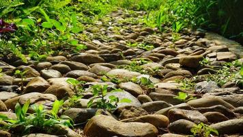 A path in the forest with cobblestone paths as the sun shines with the grass all around photo