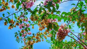 flores de buganvilla con fondo de cielo despejado foto