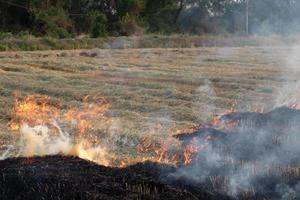 View of burning rice straw in rural rice field. photo