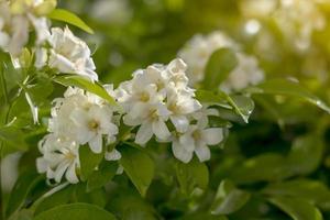 primeros planos de flores murraya paniculata. foto