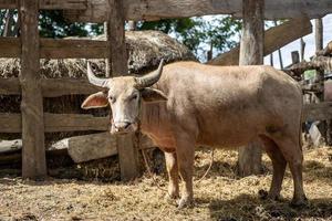 An albino buffalo was standing in the sunlight near a stable. photo