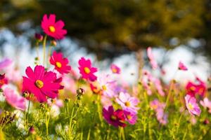 A low angle view of pink and white backlit cosmos blooming beautifully. photo