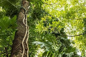 vista baja, bosque de monstera deliciosa liebm con hojas retroiluminadas a la luz del día. foto