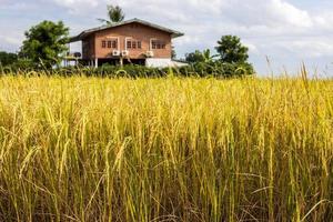 Low view, ripe yellow grains of rice fertile near residential houses.