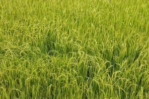Background view of fertile green rice fields growing waiting for harvest day. photo