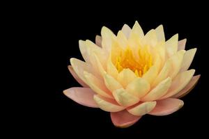 Isolated close-up shot of large pinkish-yellow lotus flowers. photo