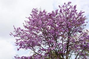 A view of the beautiful purple Bungor flowers blooming on their trees.. photo