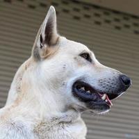 Close-up of the face of the white dog. photo