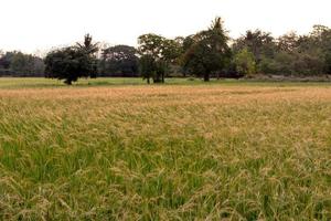 Beautiful weed grass landscape early in the morning. photo