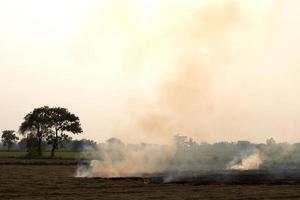 Burning rice straw in the afternoon. photo