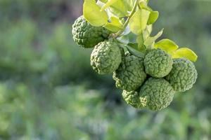 Kaffir lime bunch with backdrop blur. photo