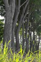 Low view of neem trunk line. photo