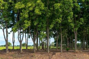 Many neem trees on the mound. photo