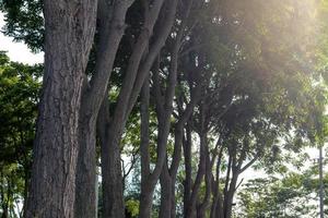 vista de filas de tallos de neem. foto