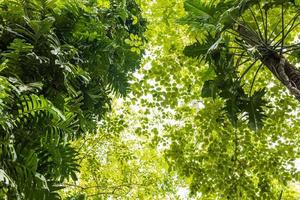 Low view, Monstera deliciosa Liebm forest with backlit leaves in daylight. photo