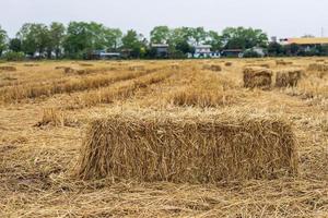 A low close-up view of a square bale of straw with a view of the rice paddies. photo