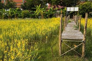 un puente de bambú sobre un huerto amarillo de crotalaria juncea que florece. foto