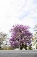 una vista de ángulo bajo de hermosas flores de búngor púrpura que florecen cerca de la carretera pavimentada. foto