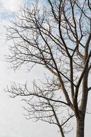 Dry branches of deciduous trees. photo