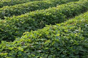 cerca de hojas verdes, batatas. foto