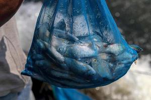 Many freshwater fish in a blue mesh bag. photo