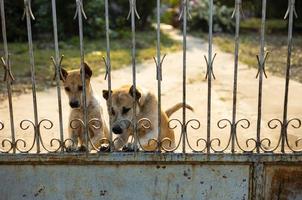 A Thai dog stands guardingly staring at something suspiciously. photo