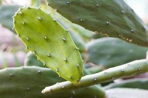 cerrar las hojas de cactus de color verde brillante. foto